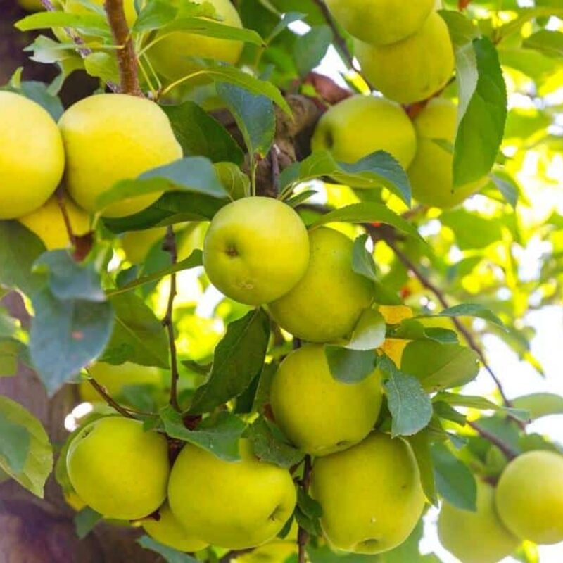 Garden Delicious Apple Tree, 5-6 Feet Tall - Image 4