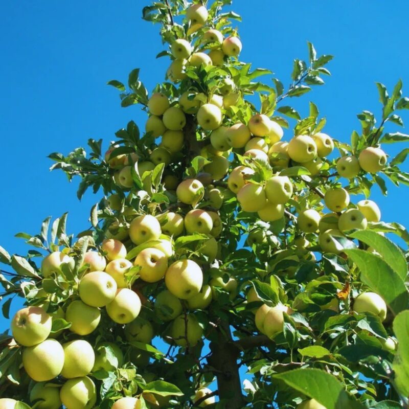 Garden Delicious Apple Tree, 5-6 Feet Tall - Image 2