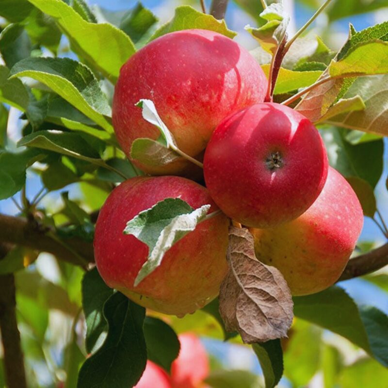 Winesap Apple Tree, 5-6 Feet Tall - Image 5