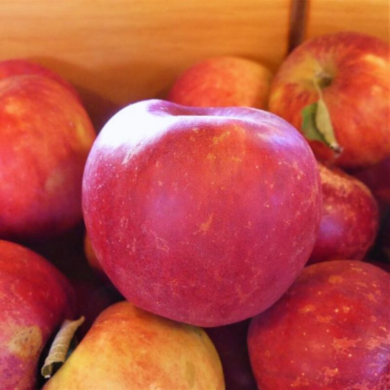 Winesap Apple Tree, 4-5 Feet Tall - Image 3