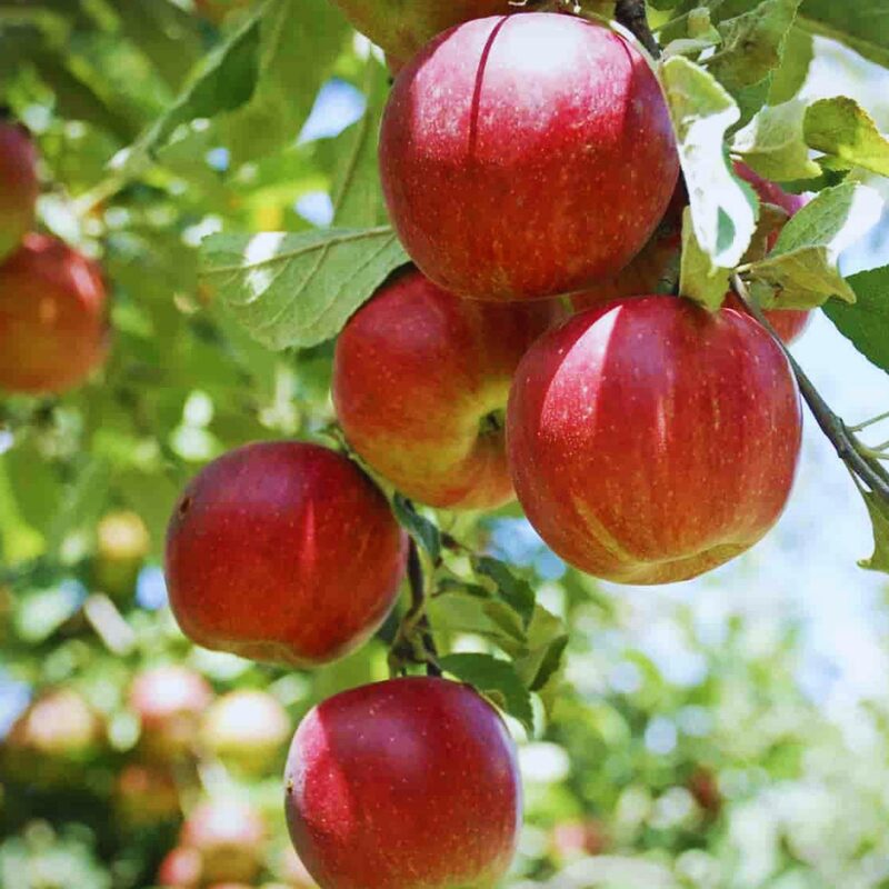 Winesap Apple Tree, 4-5 Feet Tall - Image 2