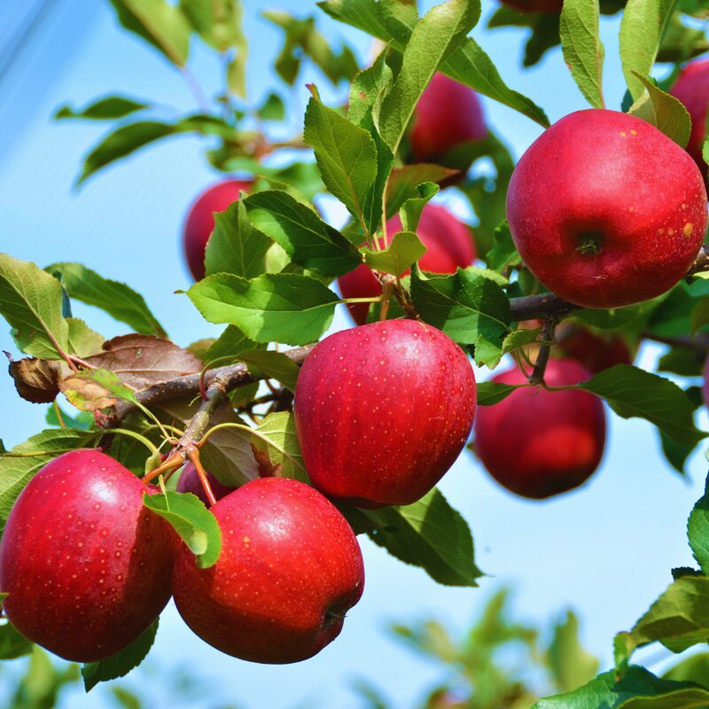 Winesap Apple Tree, 4-5 Feet Tall