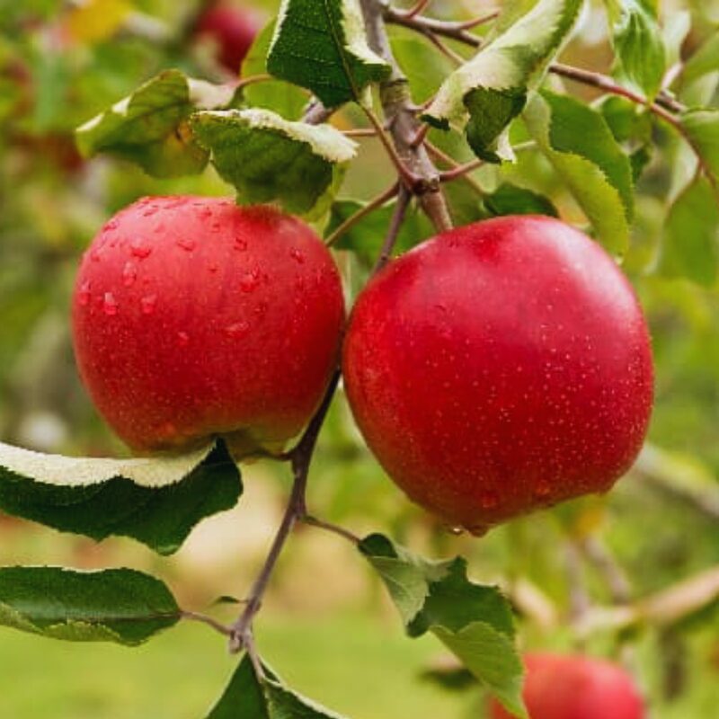 Winesap Apple Tree, 3-4 Feet Tall