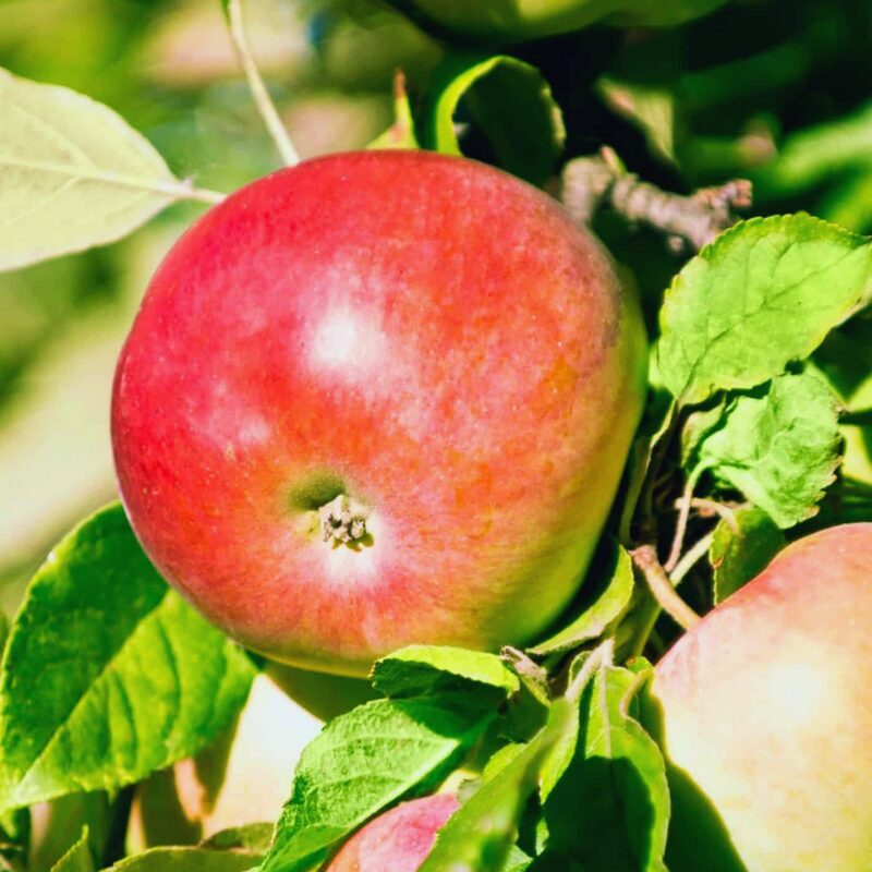 Jonathan Apple Tree, 6-7 Feet Tall - Image 5