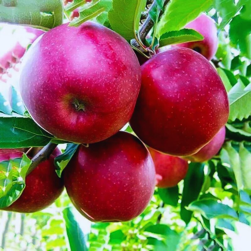 Jonathan Apple Tree, 5-6 Feet Tall - Image 4