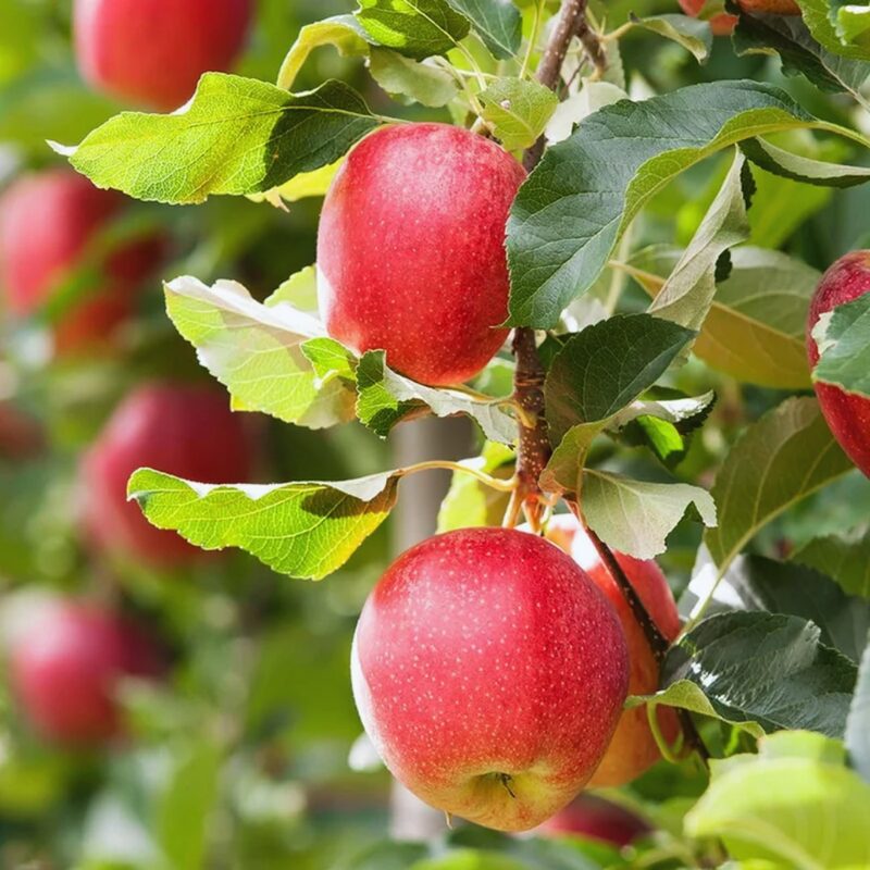 Jonathan Apple Tree, 5-6 Feet Tall - Image 3