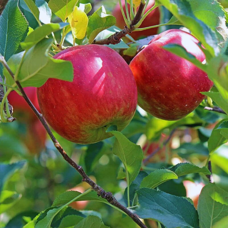 Jonathan Apple Tree, 5-6 Feet Tall