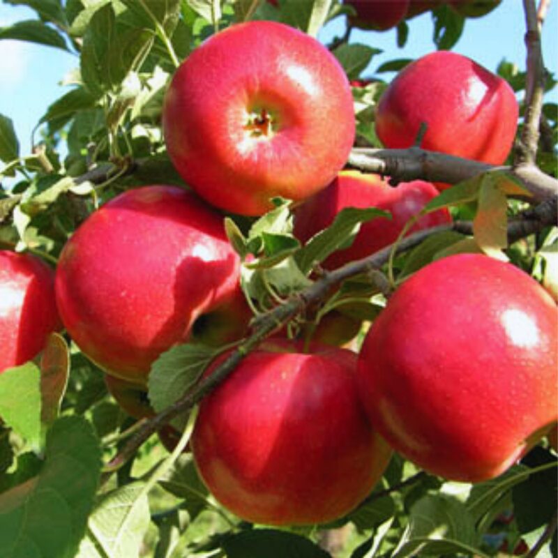 Jonathan Apple Tree, 3-4 Feet Tall - Image 6