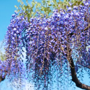 Alternative view of Wisteria Tree 10-15" Tall