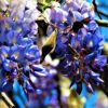 Wisteria Tree 10-15" Tall