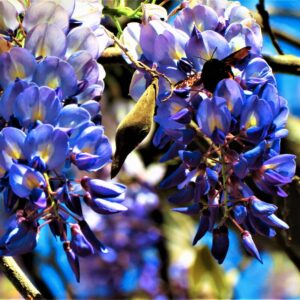 Alternative view of Wisteria Vine 10-15 Inch Tall