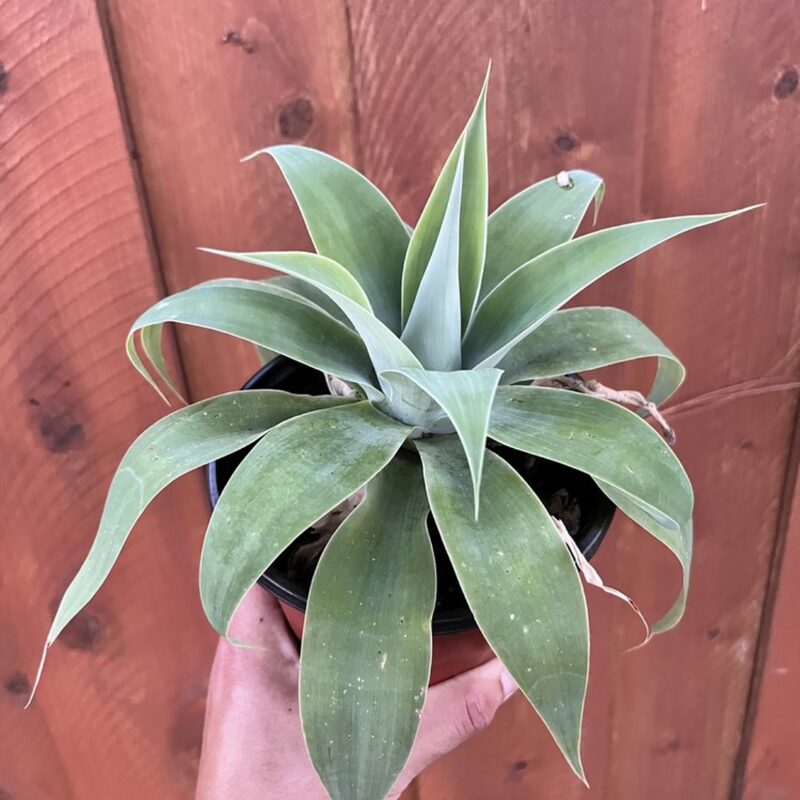 4 Green Fox Tail Agave Attenuata Plants for Sale - 6" Tall, No Pot - Image 2
