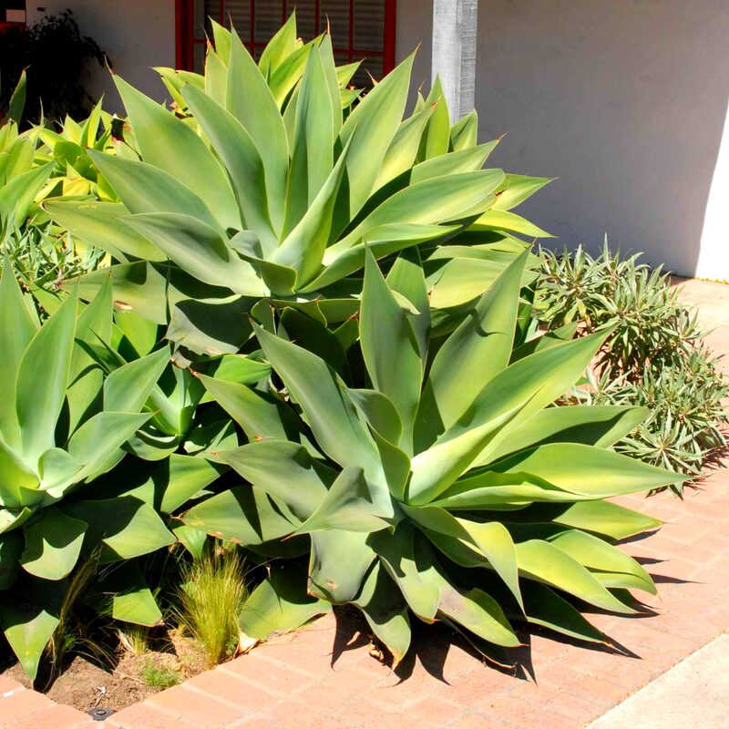 Green Fox Tail Agave Attenuata Plant for Sale - 4" Well Rooted, No Pot - Image 3