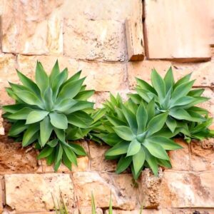 Fox Tail Agave Attenuata