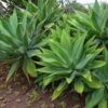 2 Green Fox Tail Agave Attenuata Plants for Sale - 4" Well Rooted, No Pot