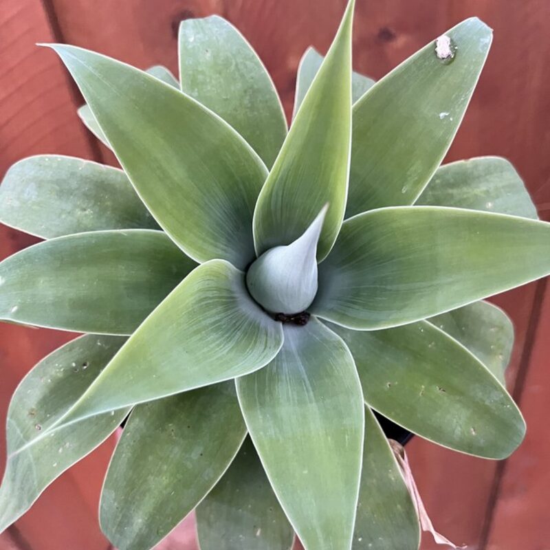 Green Fox Tail Agave Attenuata Plant for Sale - 4" Well Rooted, No Pot - Image 2