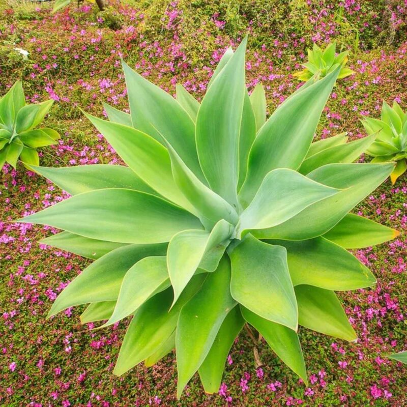 Green Fox Tail Agave Attenuata Plant for Sale - 4" Well Rooted, No Pot