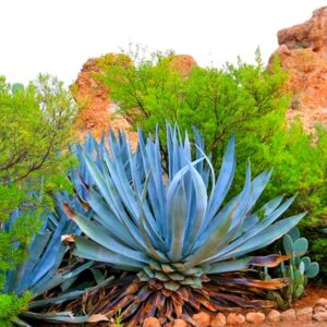 Alternative view of Set 5 Blue Agave Tequilana Tequila Plants Live Maguey Tree Plant - Well Rooted, No Pot