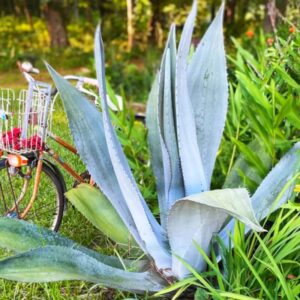 Set 5 Blue Agave Tequilana Tequila Plants Live Maguey Tree Plant - Well Rooted, No Pot