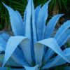Blue Agave Tequilana Tequila Plant Live Maguey Tree Plant - 7-8" Well Rooted, No Pot