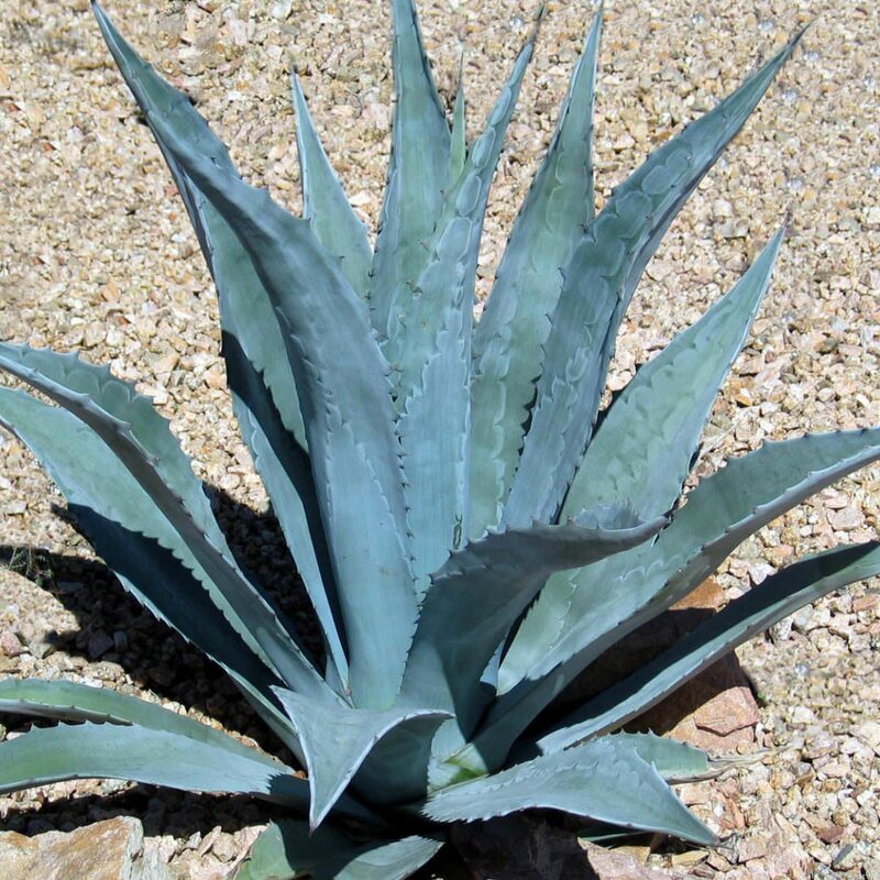 Set 5 Blue Agave Tequilana Tequila Plants Live Maguey Tree Plant - 4" Well Rooted, No Pot - Image 4