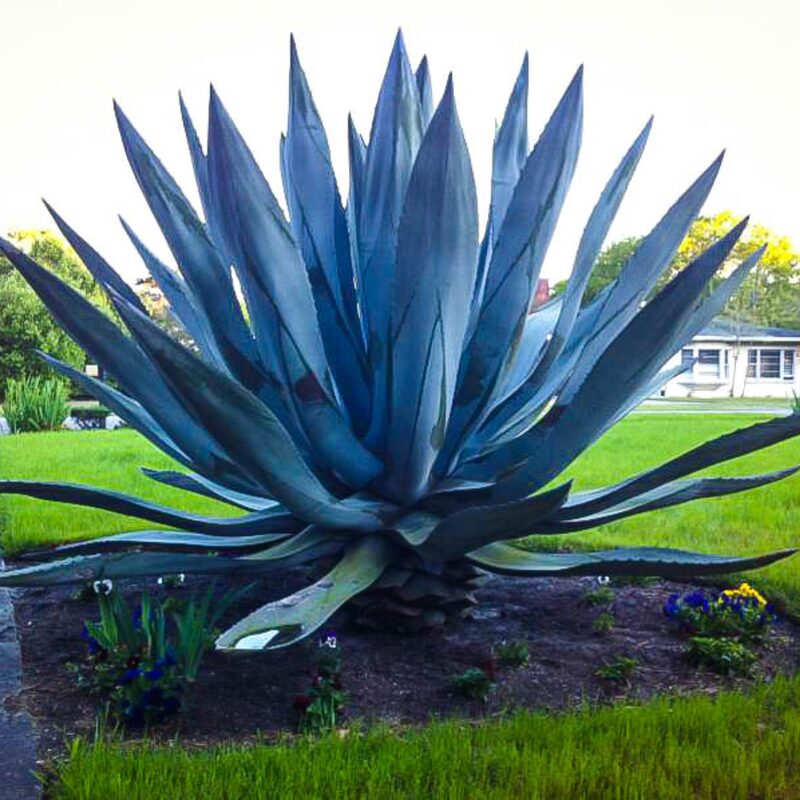 Set 5 Blue Agave Tequilana Tequila Plants Live Maguey Tree Plant - 4" Well Rooted, No Pot - Image 3