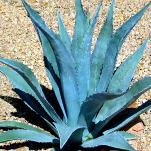 Alternative view of Set 5 Blue Agave Tequilana Tequila Plants Live Maguey Tree Plant - 4" Well Rooted, No Pot