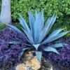 Set 5 Blue Agave Tequilana Tequila Plants Live Maguey Tree Plant - 4" Well Rooted, No Pot