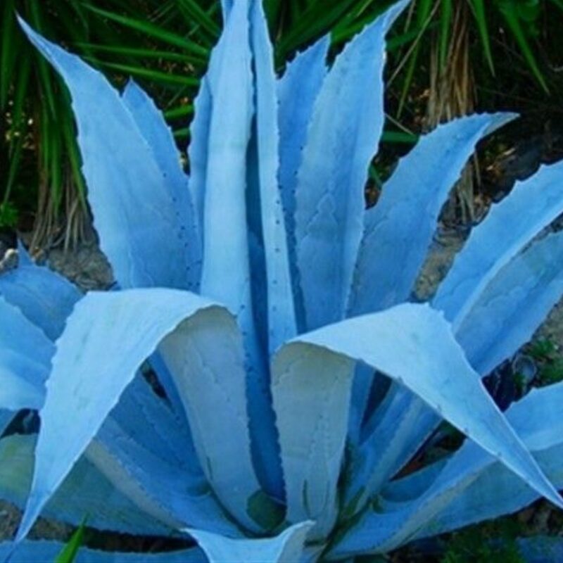 Set 2 Blue Agave Tequilana Tequila Plants Live Maguey Tree Plant - 4" Well Rooted, No Pot - Image 5