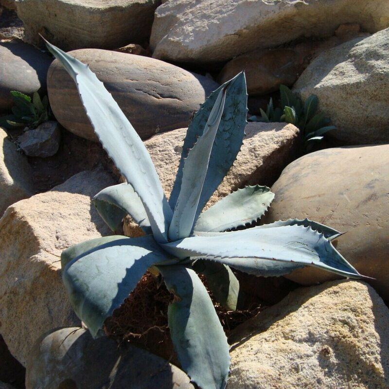 Set 2 Blue Agave Tequilana Tequila Plants Live Maguey Tree Plant - 4" Well Rooted, No Pot - Image 4