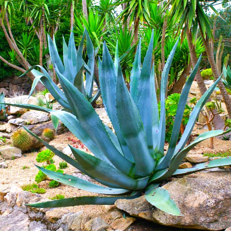 Set 2 Blue Agave Tequilana Tequila Plants Live Maguey Tree Plant - 4" Well Rooted, No Pot - Image 3
