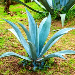 Alternative view of Set 2 Blue Agave Tequilana Tequila Plants Live Maguey Tree Plant - 4" Well Rooted, No Pot
