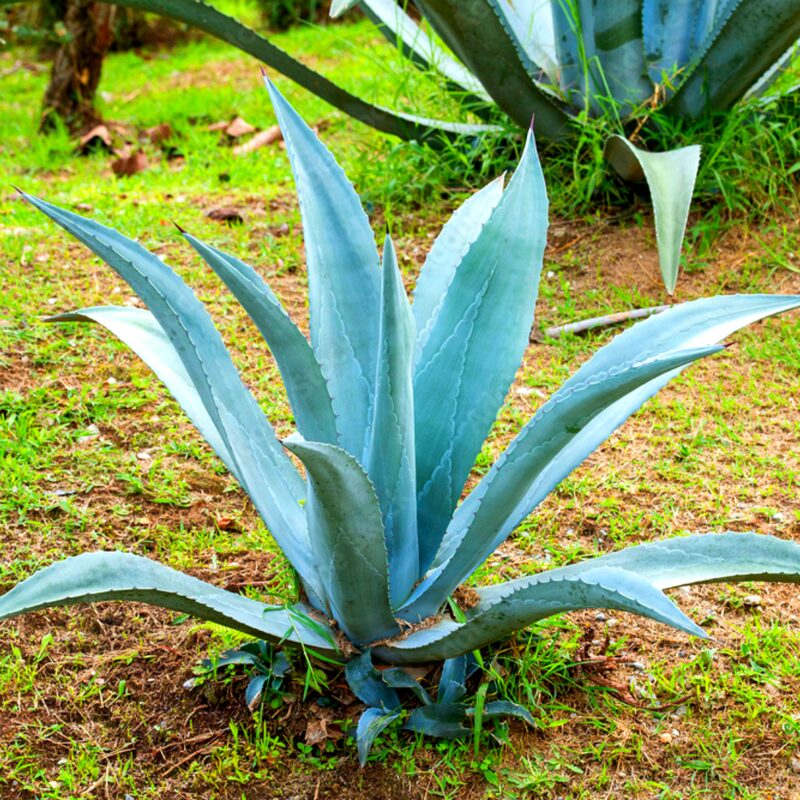Set 2 Blue Agave Tequilana Tequila Plants Live Maguey Tree Plant - 4" Well Rooted, No Pot - Image 2