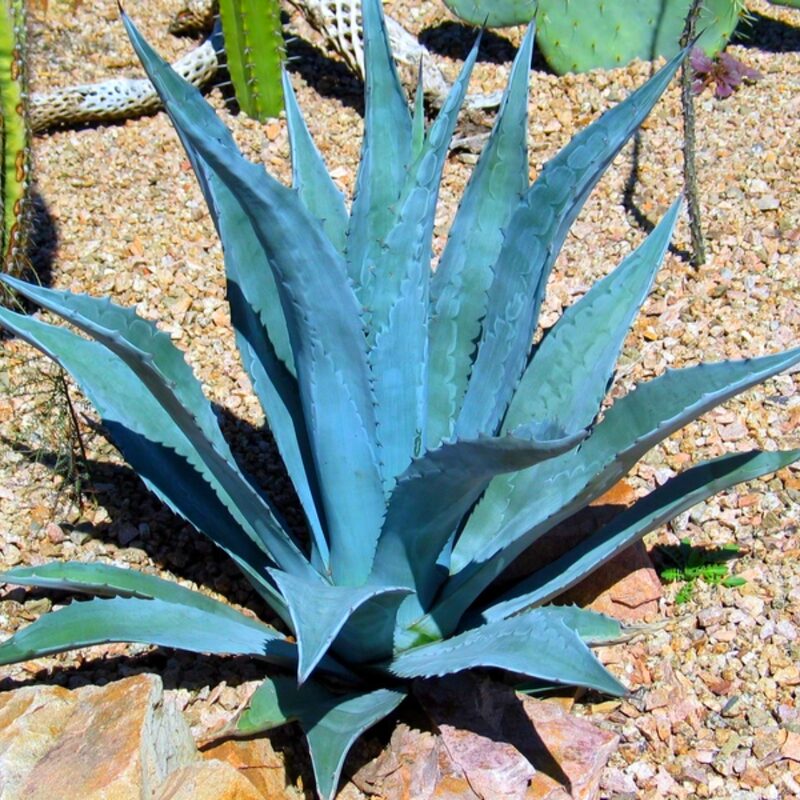 Set 2 Blue Agave Tequilana Tequila Plants Live Maguey Tree Plant - 4" Well Rooted, No Pot