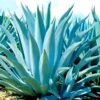 Blue Agave Tequilana Tequila Plant Live Maguey Tree Plant - 4" Well Rooted, No Pot