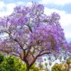 Purple Blue Jacaranda Mimosifolia Tree Live Plant Great for Bonsai - Zones 9-11