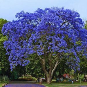 Alternative view of 12 Purple Blue Jacaranda Mimosifolia Tree Live Plant Great for Bonsai - Zones 9-11