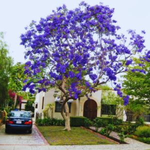 12 Purple Blue Jacaranda Mimosifolia Tree Live Plant Great for Bonsai - Zones 9-11
