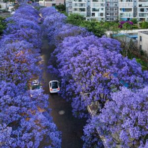 Alternative view of 6 Purple Blue Jacaranda Mimosifolia Tree Live Plant Great for Bonsai - Zones 9-11