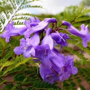 6 Purple Blue Jacaranda Mimosifolia Tree Live Plant Great for Bonsai - Zones 9-11