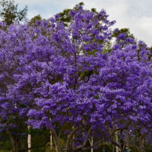 Alternative view of 3 Purple Blue Jacaranda Mimosifolia Tree Live Plant Great for Bonsai - Zones 9-11