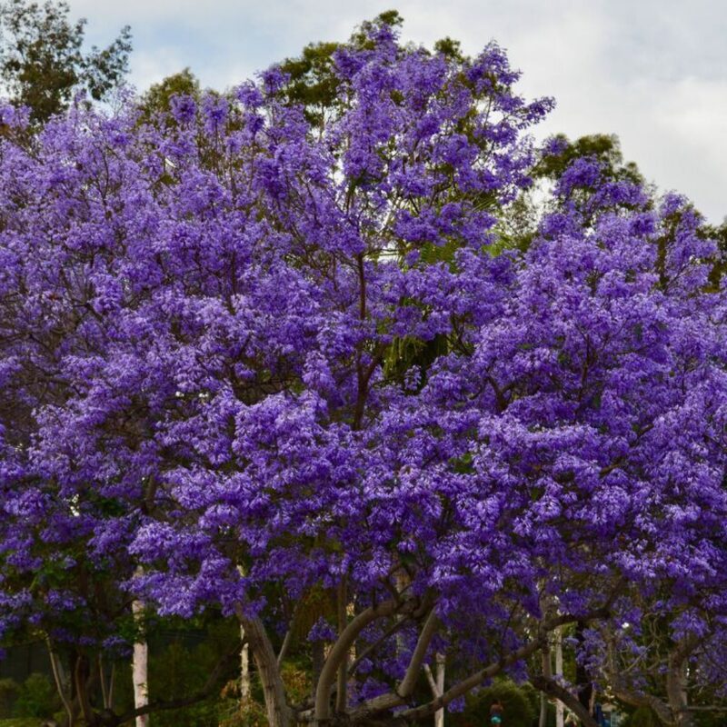 3 Purple Blue Jacaranda Mimosifolia Tree Live Plant Great for Bonsai - Zones 9-11 - Image 2