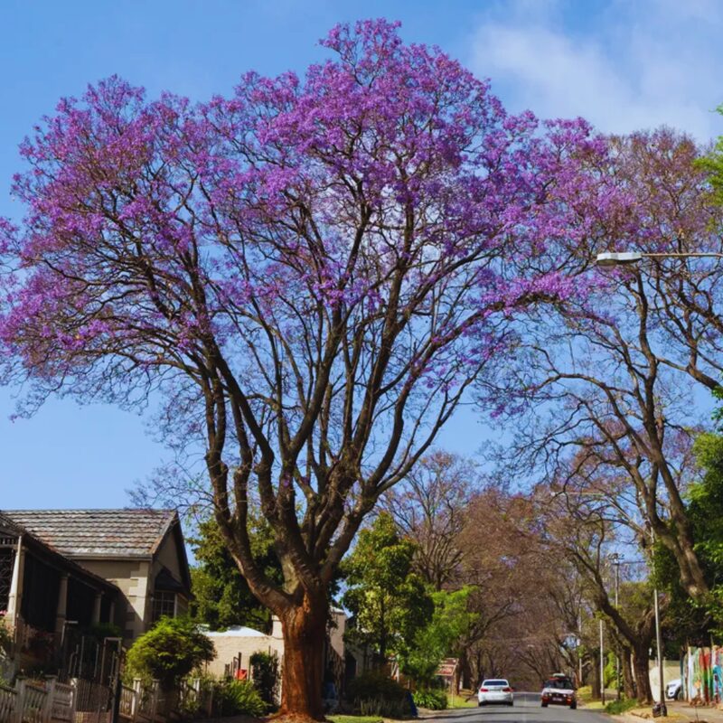Purple Blue Jacaranda Mimosifolia Tree Live Plant Great for Bonsai - Zones 9-11 - Image 3