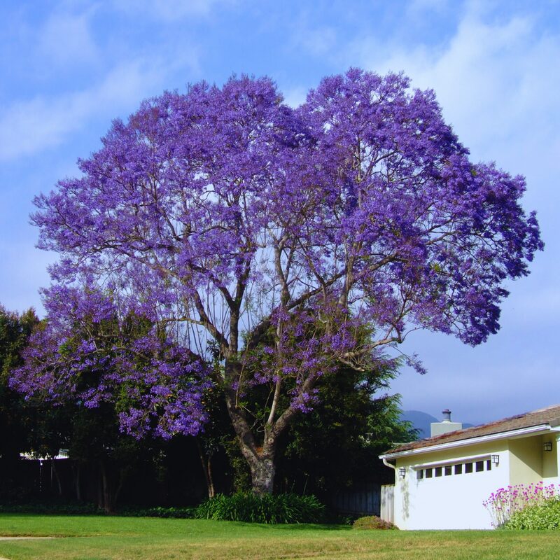 3 Purple Blue Jacaranda Mimosifolia Tree Live Plant Great for Bonsai - Zones 9-11