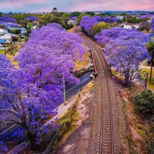 Alternative view of Purple Blue Jacaranda Mimosifolia Tree Live Plant Great for Bonsai - Zones 9-11