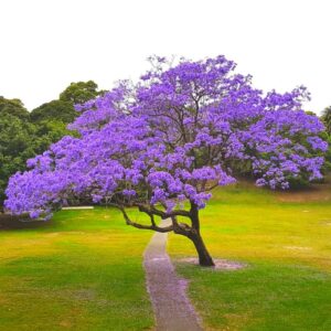 Alternative view of 6 Blue Purple Jacaranda Mimosifolia Trees Live Plants Great for Bonsai - Zones 9-11