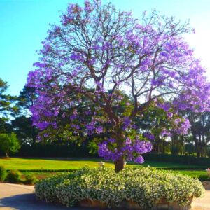 6 Blue Purple Jacaranda Mimosifolia Trees Live Plants Great for Bonsai - Zones 9-11