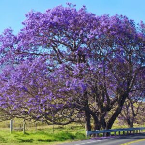 Alternative view of 3 Blue Purple Jacaranda Mimosifolia Trees Live Plants - 8" Tall in 4" Pot Great for Bonsai - Zones 9-11