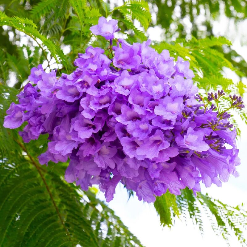Blue Purple Jacaranda Mimosifolia Tree Live Plant Great for Bonsai - Zones 9-11 - Image 3