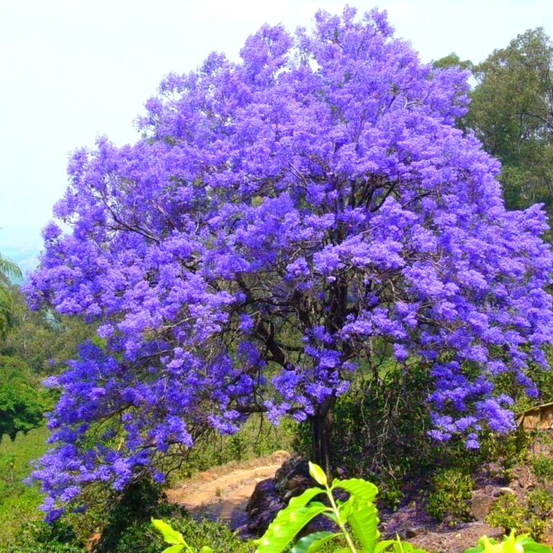 Blue Purple Jacaranda Mimosifolia Tree Live Plant Great for Bonsai - Zones 9-11 - Image 2